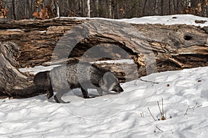 Silver Fox Vulpes vulpes Walks Right Nose to Snow Winter