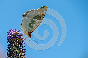 Silver fritillary butterfly on budliea