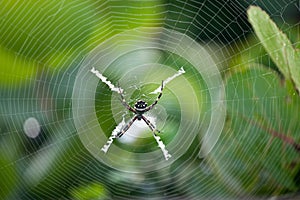 Silver garden spider argiope argentata, common name Silver Argiope orb weaver spider in a spider web