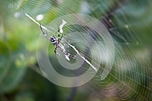 Silver garden spider argiope argentata, common name Silver Argiope orb weaver spider in a spider web