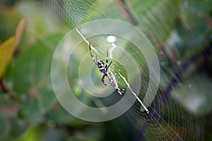 Silver garden spider argiope argentata, common name Silver Argiope orb weaver spider in a spider web