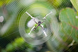 Silver garden spider argiope argentata, common name Silver Argiope orb weaver spider in a spider web