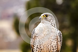Silver Gerfalcon in WInter Setting