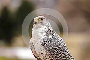 Silver Gerfalcon in WInter Setting