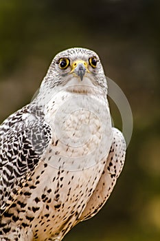 Silver Gerfalcon in WInter Setting