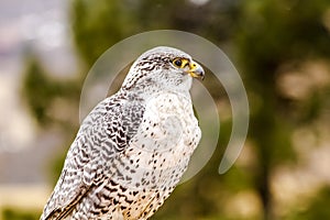 Silver Gerfalcon in WInter Setting