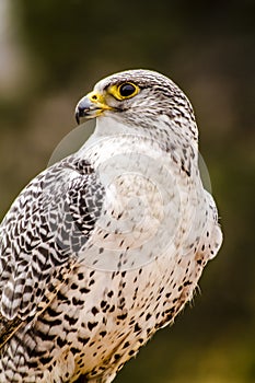 Silver Gerfalcon in WInter Setting