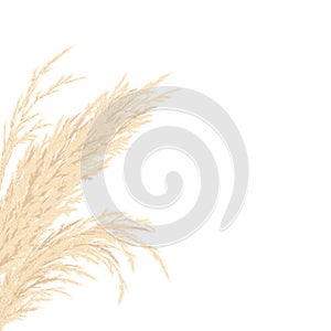 Silver golden Pampas grass Card template frame on the left with copy space. Vector illustration.