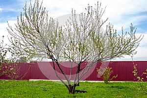 the silver goof tree unfolds its first green leaves in the garden on a spring day. Decorative plants in the garden photo