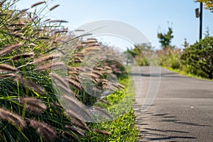 Silver Grass along the walkway in Namsan Park