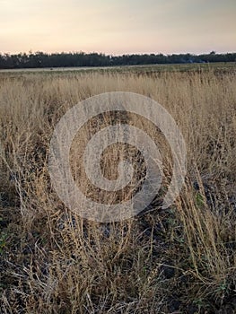 Silver grass  dry on dry season