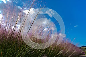 silver grass plant in a garden with blue sky and white clouds