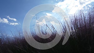 Silver grass plants with flowers shining and moving in bright sunlight