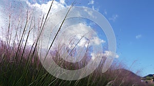 Silver grass plants with flowers shining and moving in bright sunlight