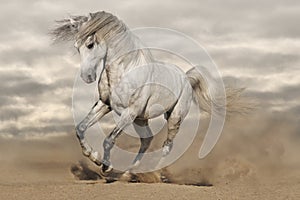 Silver gray horse in desert