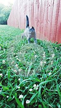 Gray kitten exploring