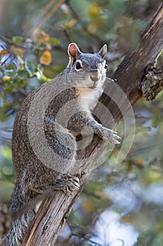 Silver - gray squirrel