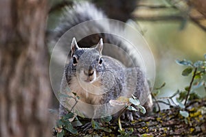 Silver - gray squirrel