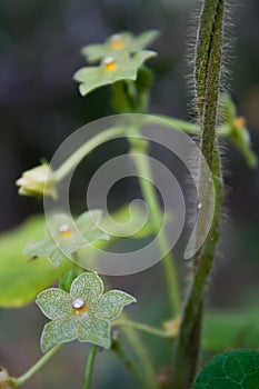 Silver and Green Milkweed Vine Flower