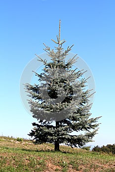 Silver green pine tree with dense branches growing on side of small hill surrounded with grass and clear blue sky in background