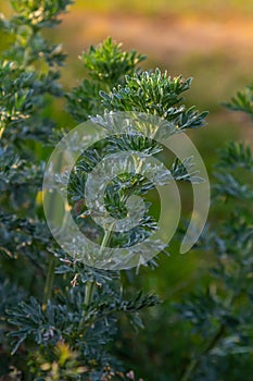 Silver green Wormwood leaves background. Artemisia absinthium, absinthe wormwood plant in herbal kitchen garden, close up, macro