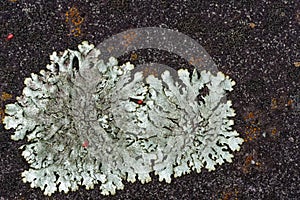 Silver grey foliose lichen with red spider mites