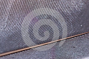 Silver grey gold pigeon feather texture macro photo