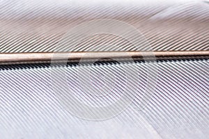 Silver grey gold pigeon feather texture macro photo