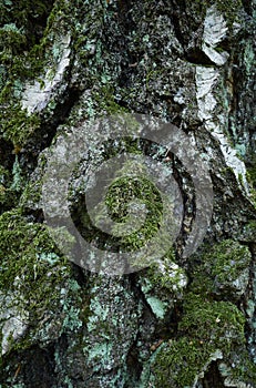 Silver, grey-green trunk of aged birch tree covered with lichen and moss. Close-up vertical picture