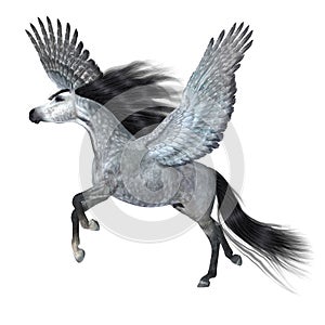 Silver Grey Pegasus Stallion