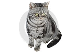 Silver grey tabby cat