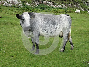 Silver grey hebridean cow on natural green grassland photo