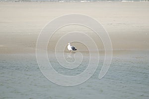 Silver Gull On The Beach Of Baltrum Island East Frisia Germany