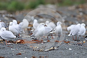 Silver Gull, Chroicocephalus novaehollandiae, on beach