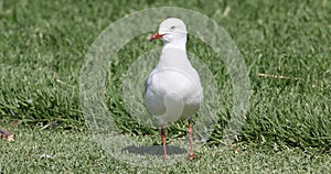 Silver Gull, Chroicocephalus novaehollandiae, close view 4K