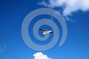 Silver gull (Chroicocephalus novaehollandiae) flying in blue sky : (pix Sanjiv Shukla)