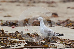 Silver Gull (Chroicocephalus novaehollandiae) photo