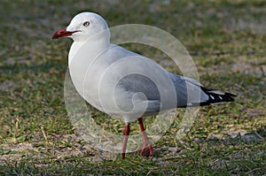 Silver Gull Chroicocephalus novaehollandiae Laridae