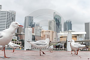 Silver Gull in Darling Harbour, Sydney, Australia.