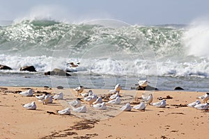 Silver gull flock at beach by stormy sea