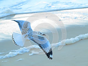 Silver gull flying over beach