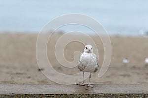 Silver gull Larus Argentatus on the beach at the Baltic Sea