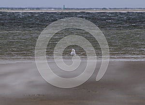 Silver Gull In A Sandstorm On A North Sea Beach In Borkum East Frisia