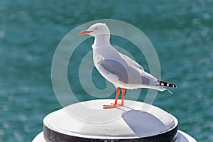 Silver Gull seabird standing on white wooden pole at Sydney Harbour in New South Wales, Australia.