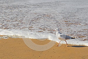 Silver Gull seabird walking along the beach in the afternoon