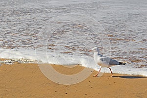 Silver Gull seabird walking along the beach in the afternoon photo