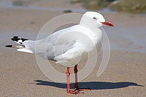 Silver Gull Seagul Larus novaehollandiae at the beach