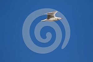 Silver Gull, Seagull seabird with scarlet legs, bill, flying in