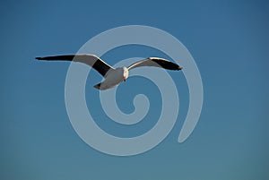 Silver Gull soaring.