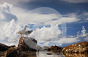 Silver Gulls - Chroicocephalus or Larus novaehollandiae